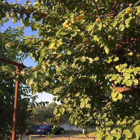 Vesuview Near The Ruins Maison d'hôtes Pompéi