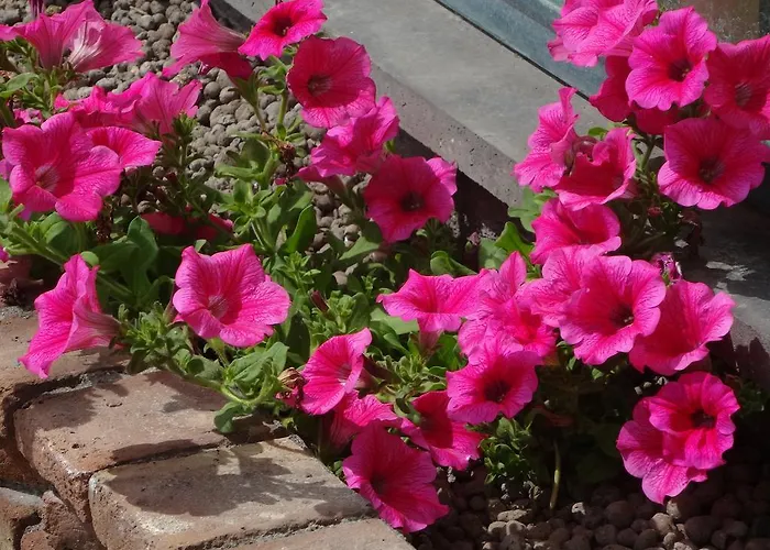 Vesuview Near The Ruins Pompei