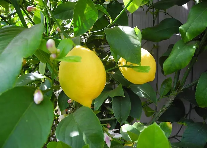 Affittacamere Vesuview Near The Ruins Pompei